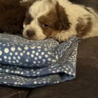 Gold-a, a female Miniature Aussiedoodle for sale in Rockingham, NC – Photo 1 of 3