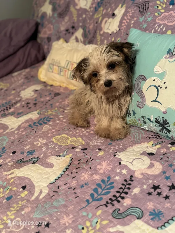 Zeon  (tiny ), a female Yorkshire Terrier and Morkie for sale in Rockingham, NC – Photo 1 of 3