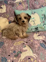 Zeon  (tiny ), a female Yorkshire Terrier and Morkie for sale in Rockingham, NC – Photo 3 of 3
