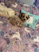 Zeon  (tiny ), a female Yorkshire Terrier and Morkie for sale in Rockingham, NC – Photo 2 of 3