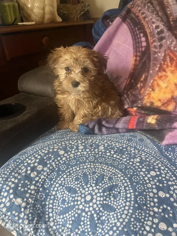Pernilla pending, a male Yorkshire Terrier and Morkie for sale in Rockingham, NC – Photo 1 of 3