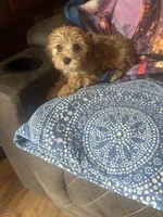 Pernilla pending, a male Yorkshire Terrier and Morkie for sale in Rockingham, NC – Photo 2 of 3