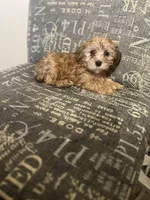 Pernilla pending, a male Yorkshire Terrier and Morkie for sale in Rockingham, NC – Photo 3 of 3