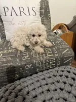 Snowball, a female Miniature Aussiedoodle for sale in Rockingham, NC – Photo 2 of 3
