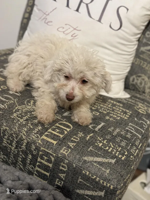 Snowball, a female Miniature Aussiedoodle for sale in Rockingham, NC – Photo 1 of 3