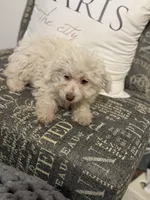 Snowball, a female Miniature Aussiedoodle for sale in Rockingham, NC – Photo 1 of 3