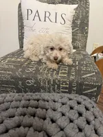 Snowball, a female Miniature Aussiedoodle for sale in Rockingham, NC – Photo 3 of 3