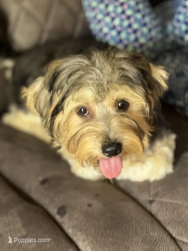 Harpo, a male Yorkshire Terrier and Morkie for sale in Rockingham, NC – Photo 1 of 3
