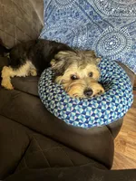 Harpo, a male Yorkshire Terrier and Morkie for sale in Rockingham, NC – Photo 3 of 3