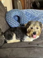 Harpo, a male Yorkshire Terrier and Morkie for sale in Rockingham, NC – Photo 2 of 3