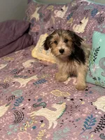 Marble, a female Yorkshire Terrier and Morkie for sale in Rockingham, NC – Photo 2 of 3