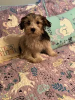 Marble, a female Yorkshire Terrier and Morkie for sale in Rockingham, NC – Photo 1 of 3