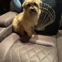 Feta, a male Yorkshire Terrier and Morkie for sale in Rockingham, NC – Photo 4 of 4