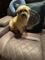 Feta, a male Yorkshire Terrier and Morkie for sale in Rockingham, NC – Photo 4 of 4