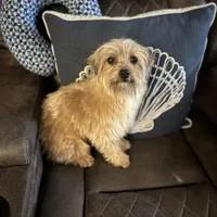 Feta, a male Yorkshire Terrier and Morkie for sale in Rockingham, NC – Photo 1 of 4