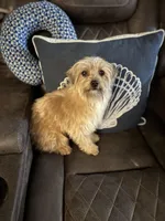 Feta, a male Yorkshire Terrier and Morkie for sale in Rockingham, NC – Photo 1 of 4