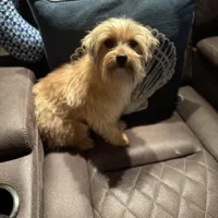 Feta, a male Yorkshire Terrier and Morkie for sale in Rockingham, NC – Photo 3 of 4