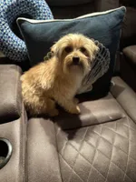 Feta, a male Yorkshire Terrier and Morkie for sale in Rockingham, NC – Photo 3 of 4