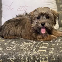 Feta, a male Yorkshire Terrier and Morkie for sale in Rockingham, NC – Photo 2 of 4