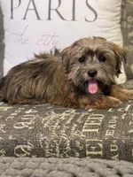 Feta, a male Yorkshire Terrier and Morkie for sale in Rockingham, NC – Photo 2 of 4