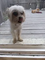 Gucci, a male Norfolk Terrier and Yorkshire Terrier for sale in Richmond City, VA – 1 of 3