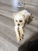 Gucci, a male Norfolk Terrier and Yorkshire Terrier for sale in Richmond City, VA – 2 of 3