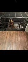 Draco, a male American Bully for sale in Meridian, MS – 2 of 2