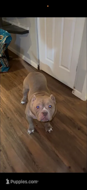 Ari – American Bully puppy for sale in Meridian, MS