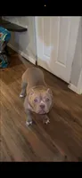 Ari, a female American Bully for sale in Meridian, MS – 1 of 2