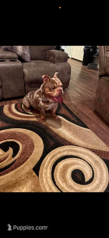 Draco – American Bully puppy for sale in Meridian, MS