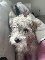 Lola, a female Miniature Schnauzer for sale in Lansing, MI – 2 of 2