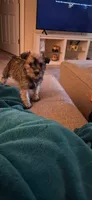 Lola, a female Miniature Schnauzer for sale in Lansing, MI – 1 of 2