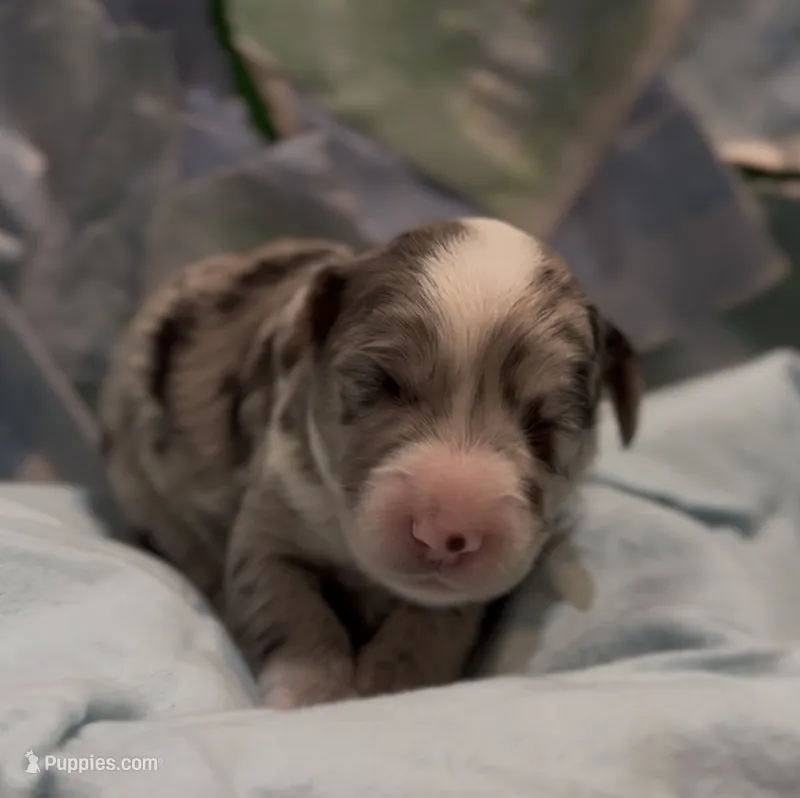 Bernard  – Schnoodle puppy for sale in Hamilton, TX