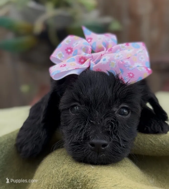 Shirley  – Schnoodle puppy for sale in Hamilton, TX