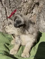 Pheobe, a female Schnoodle for sale in Hamilton, TX – 4 of 4