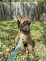 Pottifer, a male Afghan Hound and Poodle - Standard  for sale in Hamilton, TX – Photo 3 of 6