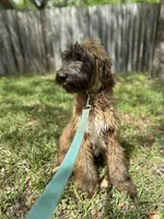 Pottifer, a male Afghan Hound and Poodle - Standard  for sale in Hamilton, TX – Photo 4 of 6
