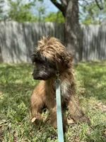 Pottifer, a male Afghan Hound and Poodle - Standard  for sale in Hamilton, TX – Photo 5 of 6