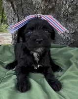 Zelda, a female Schnoodle for sale in Hamilton, TX – 3 of 6