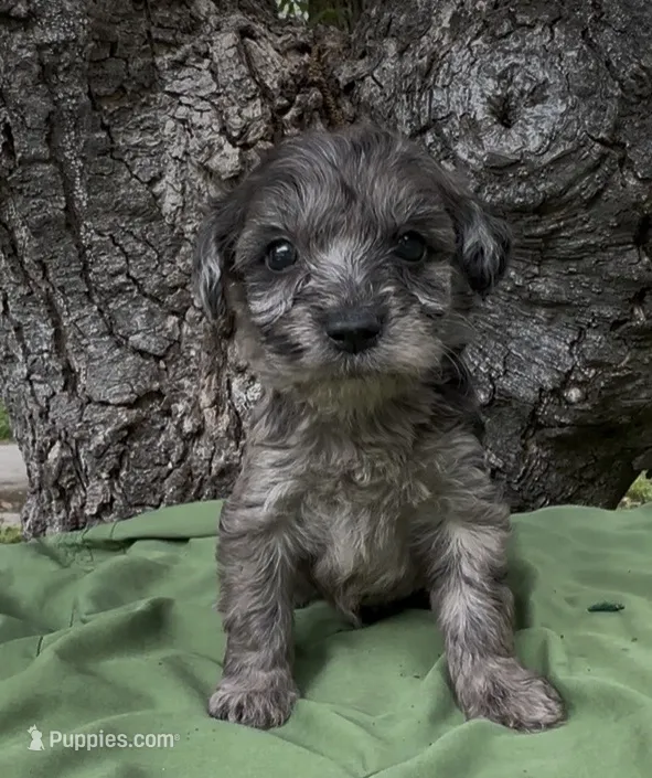 Zaid  – Schnoodle puppy for sale in Hamilton, TX