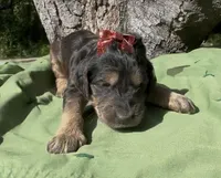 Erran , a female Afghan Hound and Poodle - Standard  for sale in Hamilton, TX – Photo 2 of 2