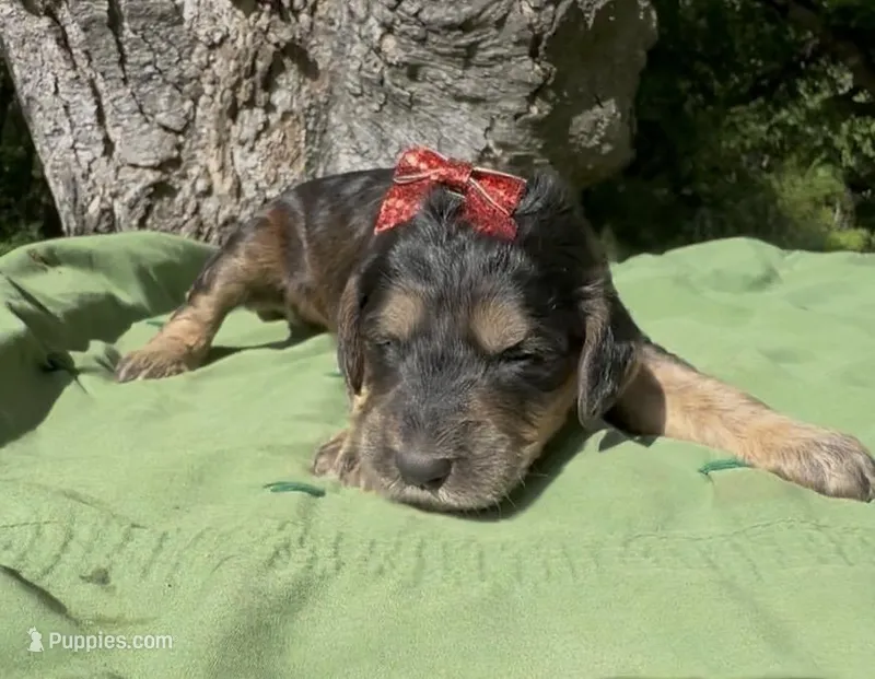 Erran  – Afghan Hound, Poodle - Standard  puppy for sale in Hamilton, TX