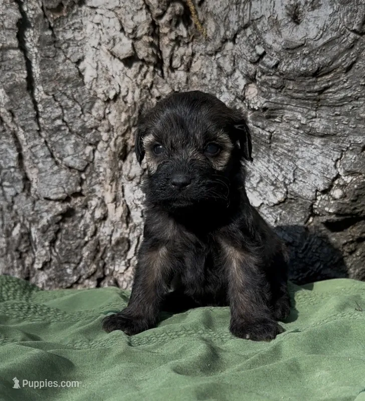 Zachary – Schnoodle puppy for sale in Hamilton, TX