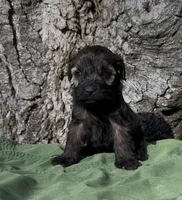 Zachary, a male Schnoodle for sale in Hamilton, TX – 1 of 3