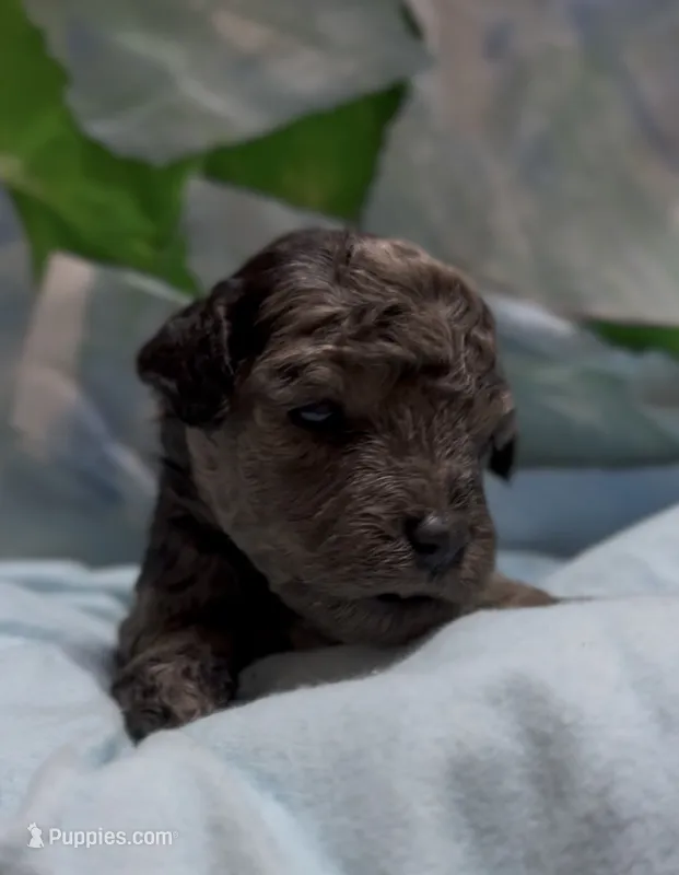 Harvey – Schnoodle puppy for sale in Hamilton, TX