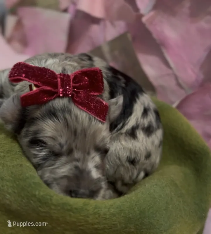 Clara – Schnoodle puppy for sale in Hamilton, TX
