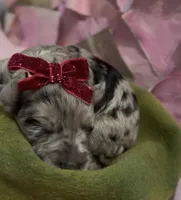 Clara, a female Schnoodle for sale in Hamilton, TX – 1 of 1