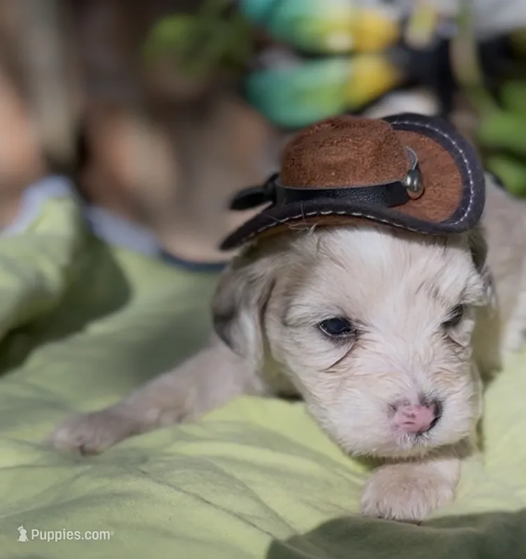 Pearl  – Schnoodle puppy for sale in Hamilton, TX
