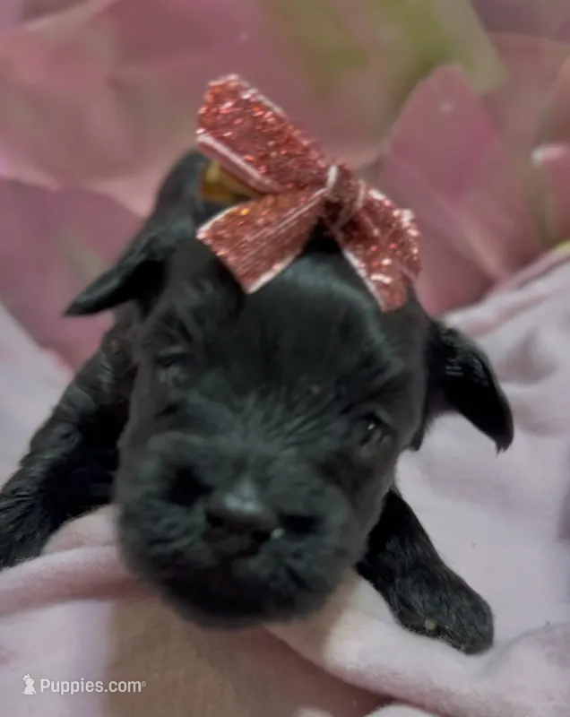 Frances – Schnoodle puppy for sale in Hamilton, TX