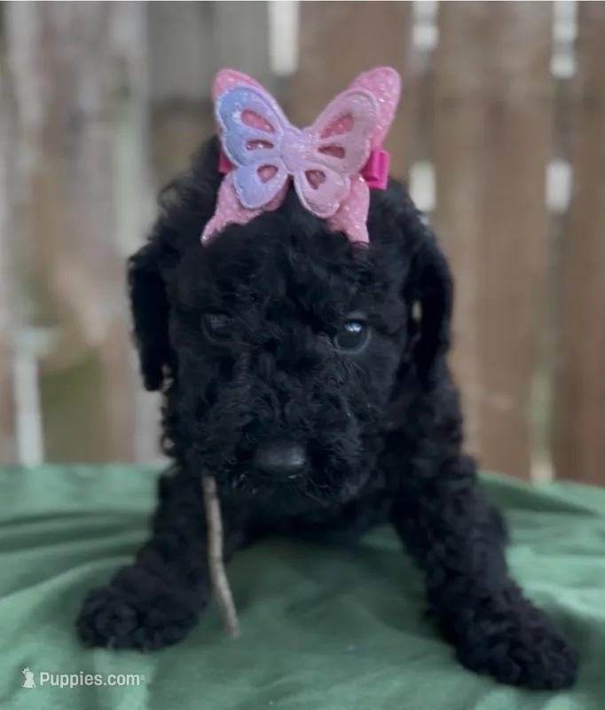 Annibell  – Schnoodle puppy for sale in Hamilton, TX